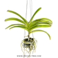 Vanda (Rhy.) Wuttipanara Manoonya Orchid Plant - FF