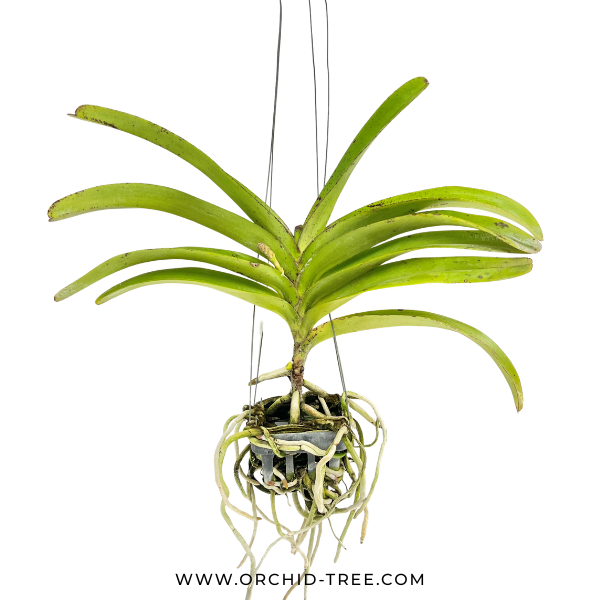 Vanda (Rhy.) Wuttipanara Manoonya Orchid Plant - FF