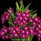 Cattleya Amron lmpression Orchid Plant - NBS