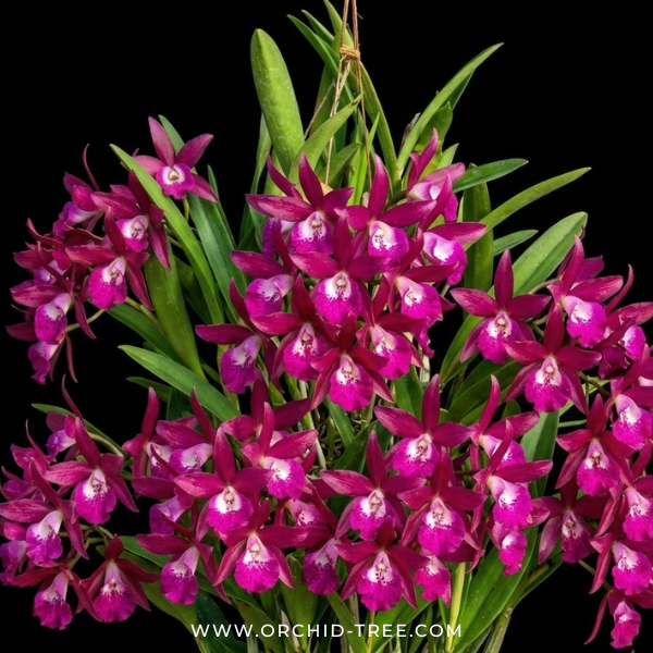 Cattleya Amron lmpression Orchid Plant - NBS