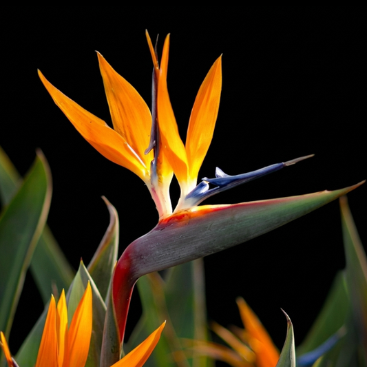 Bird of Paradise Orange - Buy Orchids Plants Online by Orchid-Tree.com