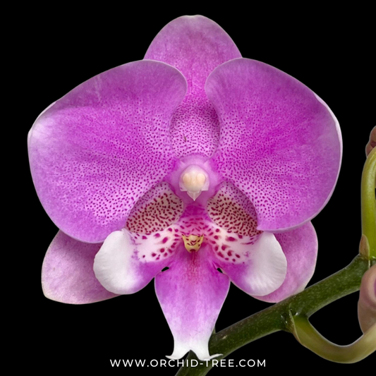 Phalaenopsis Wineberry Orchid Plant - FF