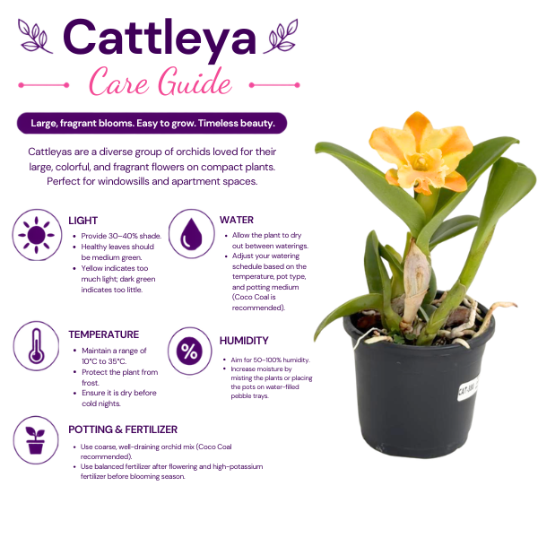 Cattleya Bc. Yu-Tung Star Orchid Plant - BS