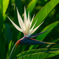 Bird of Paradise White