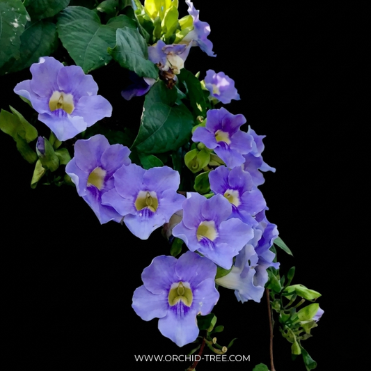 Thunbergia Grandiflora Blue - Buy Orchids Plants Online by Orchid-Tree.com