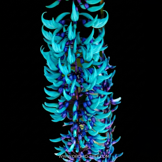 Jade Vine Blue With Trellis (Very Large plant) - Buy Orchids Plants Online by Orchid-Tree.com