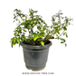 Orchid Rose Plant (Big Plant)