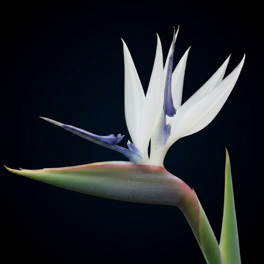 Bird of Paradise White - Buy Orchids Plants Online by Orchid-Tree.com