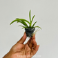 Tolumnia Jairak Flyer 'Pastel Pink' Orchid Plant - BS (Miniature)