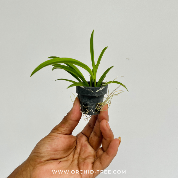 Tolumnia Jairak Flyer 'Pastel Pink' Orchid Plant - BS (Miniature)