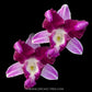 Dendrobium King Dragon Orchid plant - FF - Buy Orchids Plants Online by Orchid-Tree.com