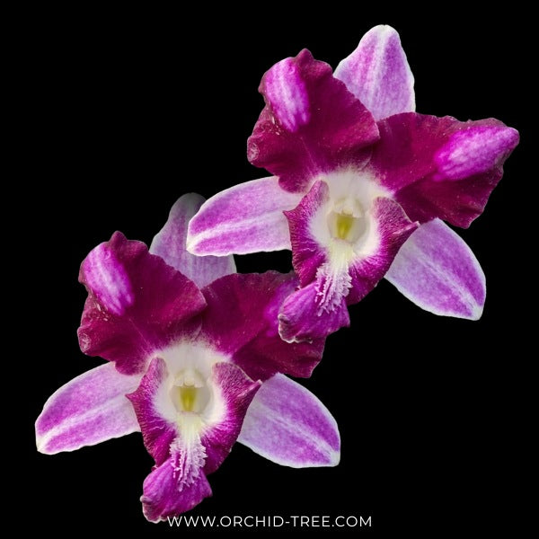 Dendrobium King Dragon Orchid plant - FF - Buy Orchids Plants Online by Orchid-Tree.com