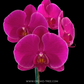 Phalaenopsis OX Queen Orchid Plants - BS - Buy Orchids Plants Online by Orchid-Tree.com