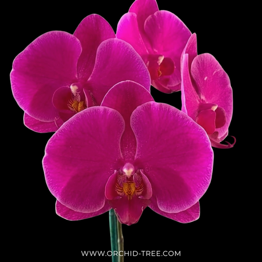 Phalaenopsis OX Queen Orchid Plants - BS