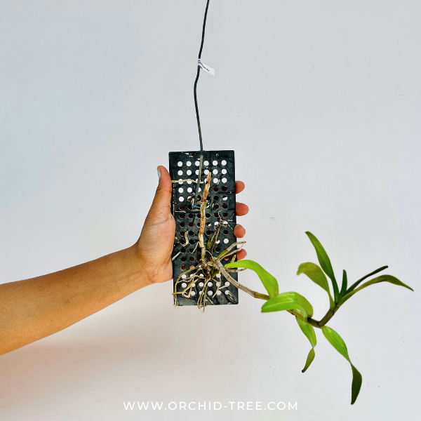 Dendrobium cretaceum sp. Orchid Plant - BS