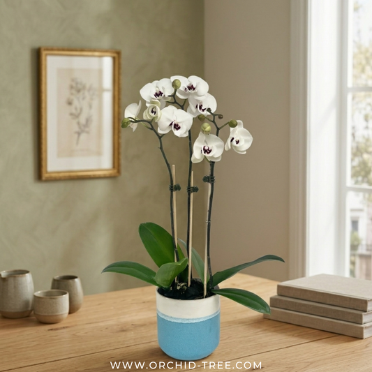 Snow Elegance | White Phalaenopsis Orchid Gift