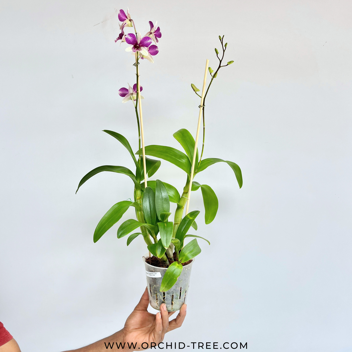 Dendrobium Triple Fantacy 1128 Orchid Plant - FF