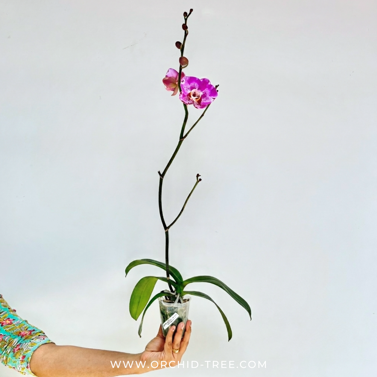 Phalaenopsis OX King x Fuller's Purple Queen AM/AOS Orchid Plant - FF