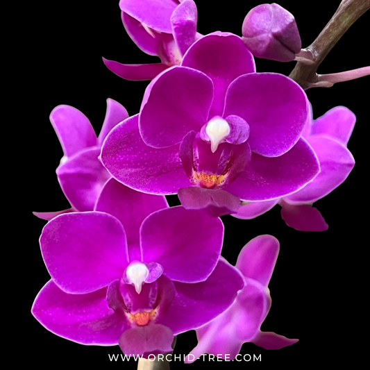 Phalaenopsis Queen Beer Orchid Plant  - FF