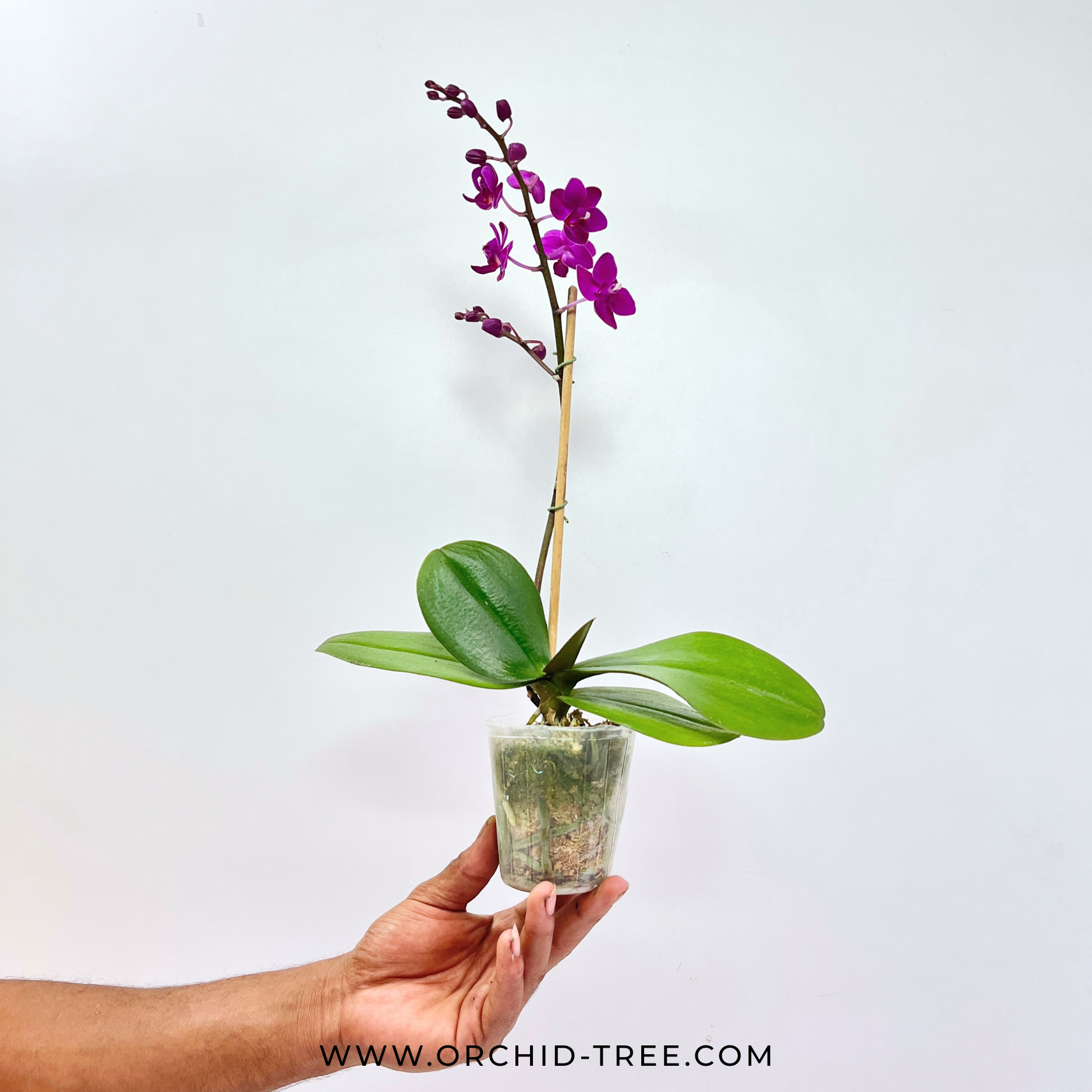 Phalaenopsis Queen Beer Orchid Plant  - FF - Buy Orchids Plants Online by Orchid-Tree.com