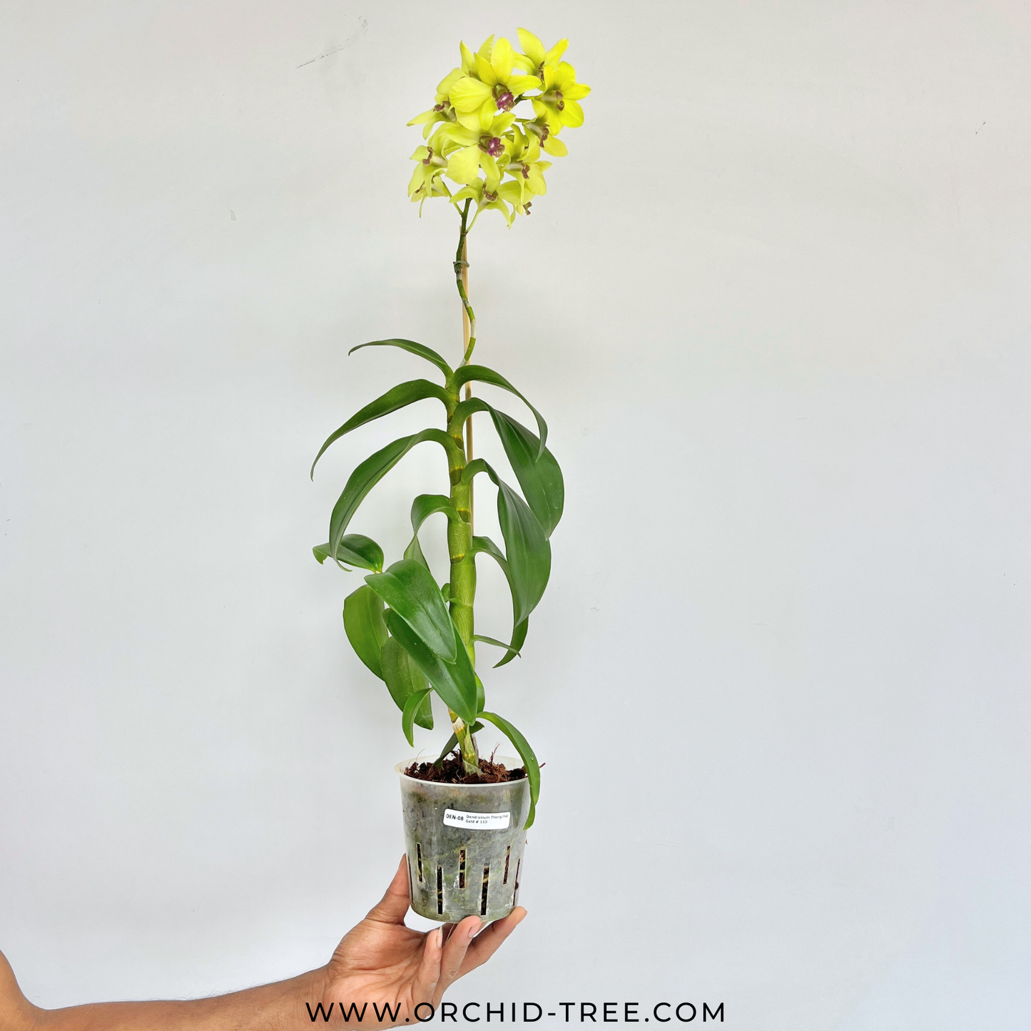 Dendrobium Thongchai Gold  #110 Orchid Plant - FF (Open Flowers)