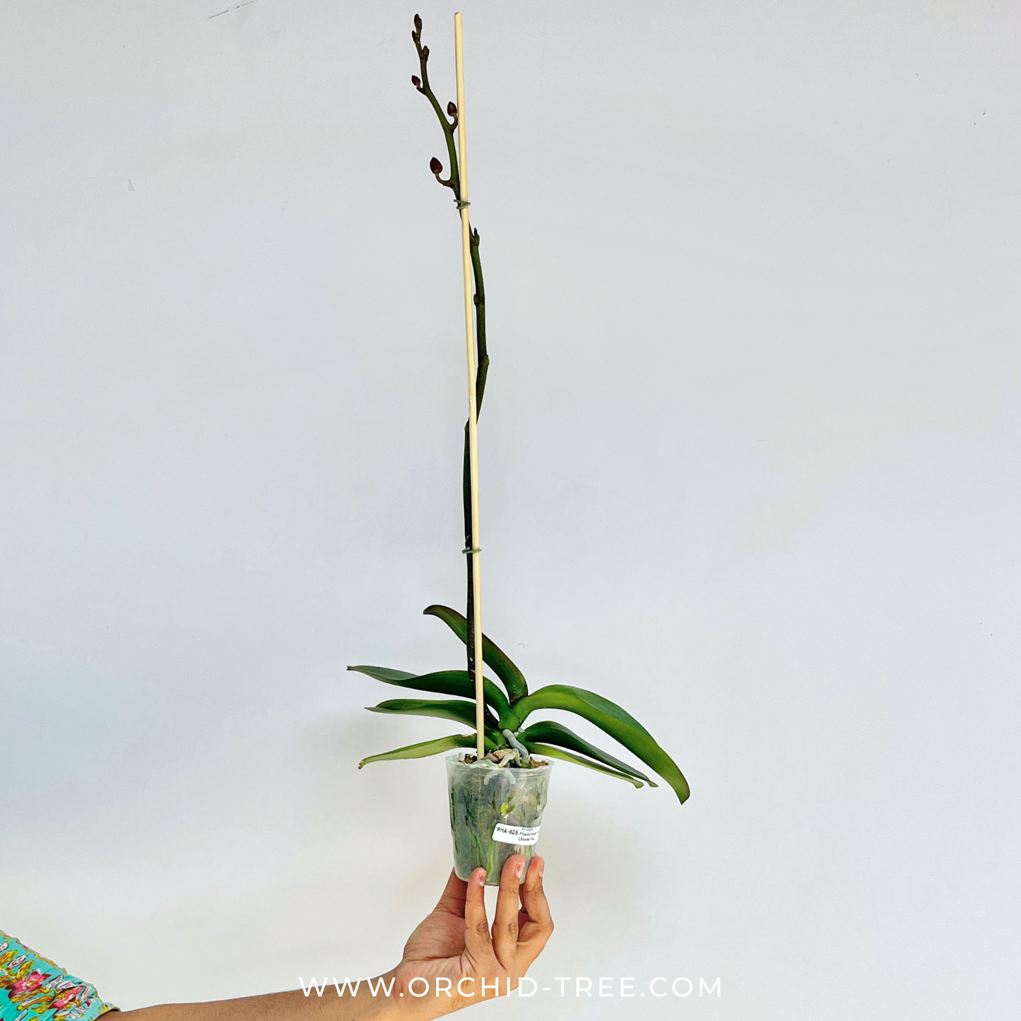 Phalaenopsis Fuller's Cheese Plus Orchid Plant - FF