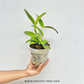 Cattleya leopoldii sp. Orchid Plant - BS