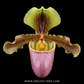 Paphiopedilum X hermanii Orchid Plant - BS (2 growths)