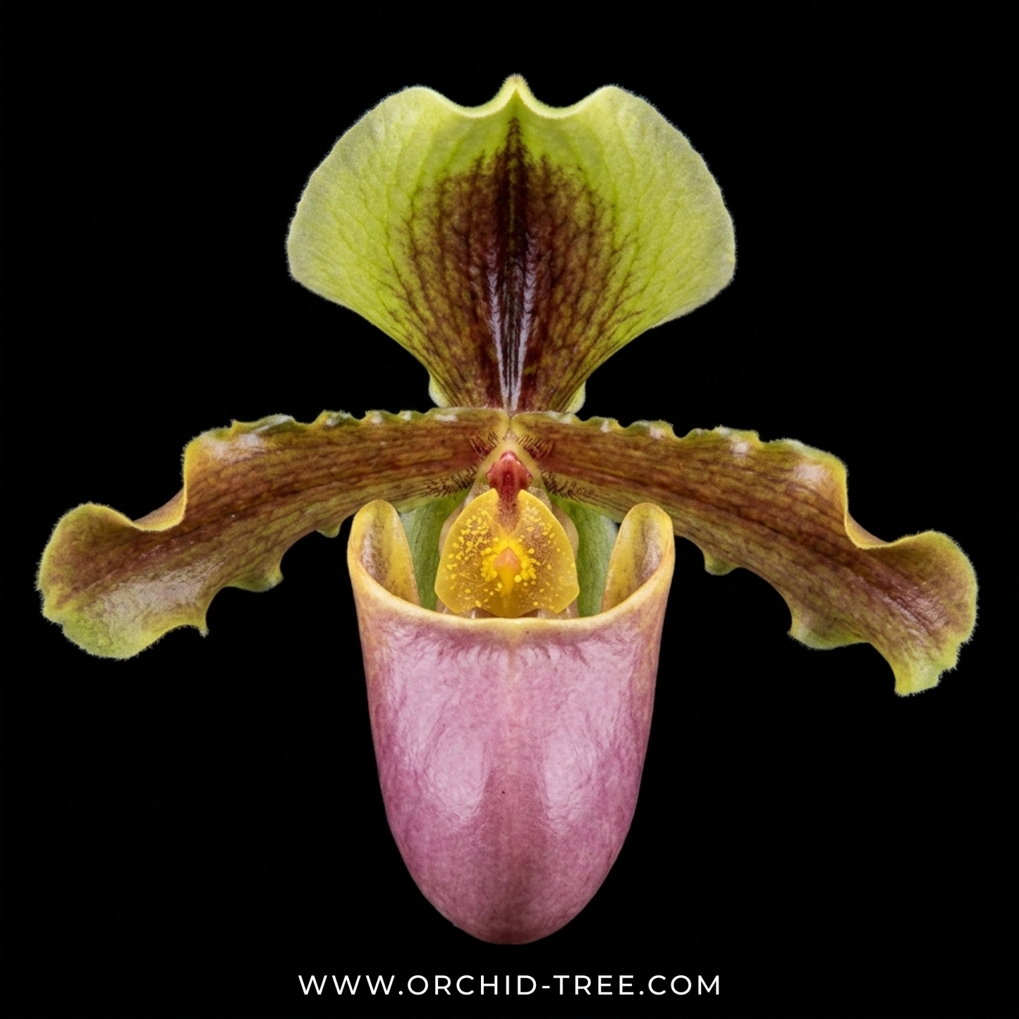 Paphiopedilum X hermanii Orchid Plant - BS (2 growths)