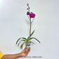 Phalaenopsis Lianher Blush Orchid Plant - FF