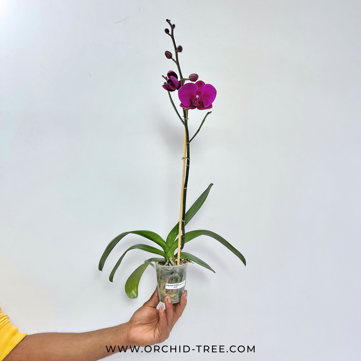 Phalaenopsis Lianher Blush Orchid Plant - FF