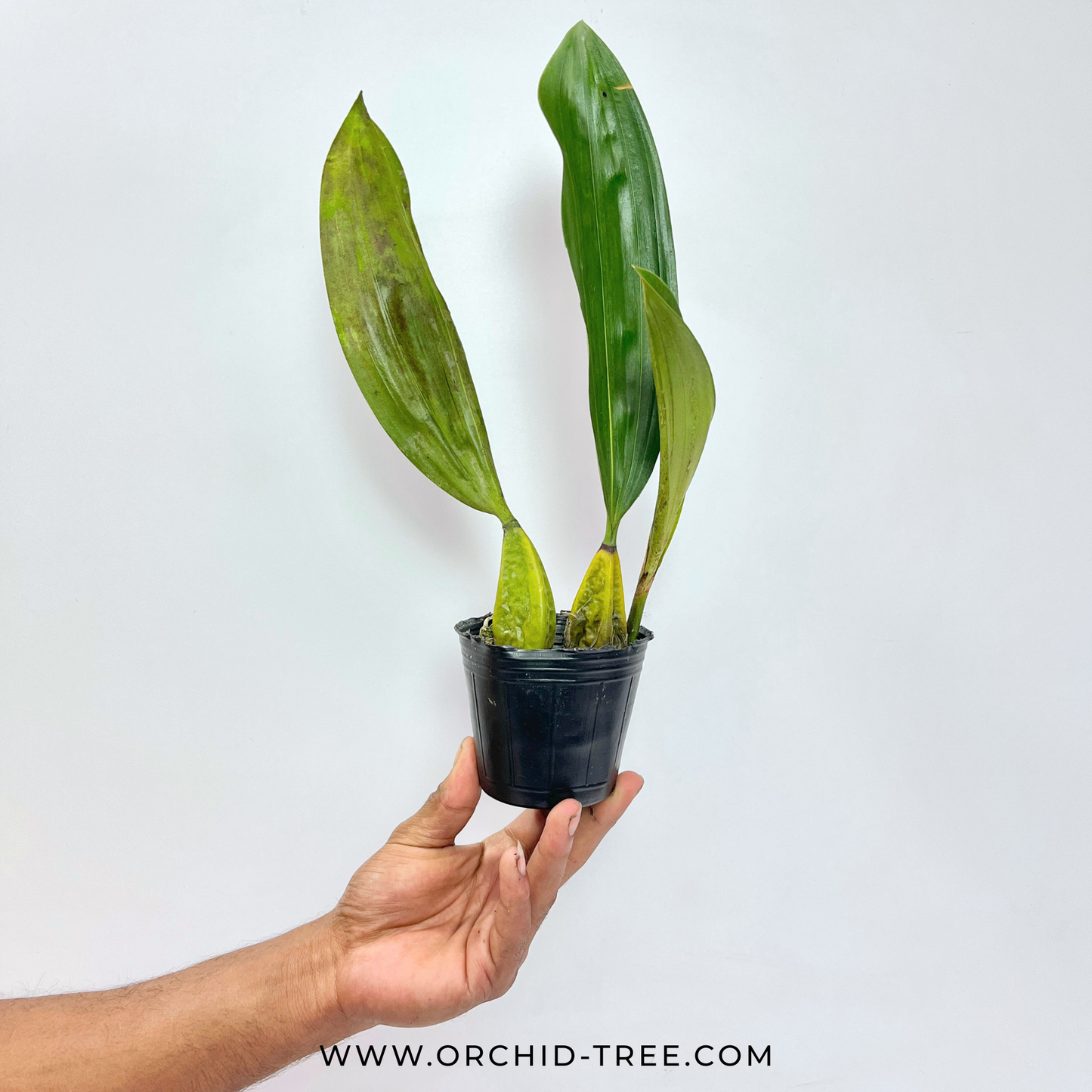 Bifrenaria tyrianthina Sp. Orchid Plant - BS