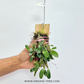 Dendrobium jenkinsii sp. Orchid Plant - BS