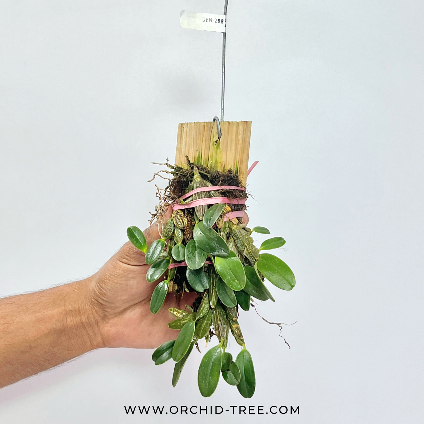 Dendrobium jenkinsii sp. Orchid Plant - BS