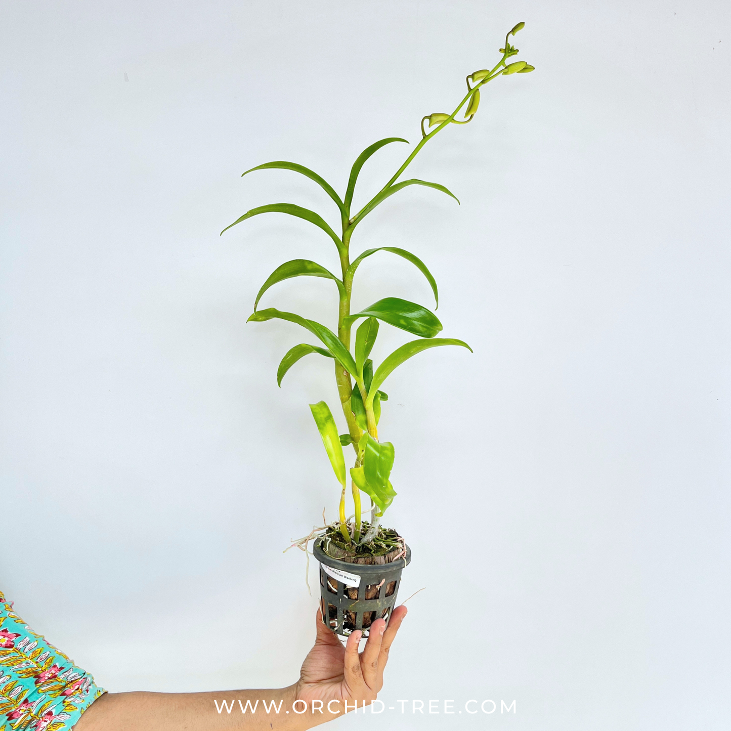 Dendrobium Wooleng Orchid Plant- FF