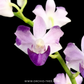 Phalaenopsis pulcherrima var. coerulea splash Orchid Plant - FF
