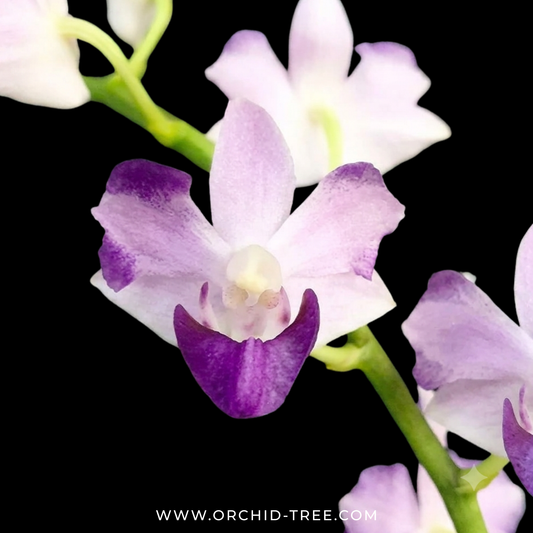 Phalaenopsis pulcherrima var. coerulea splash Orchid Plant - FF