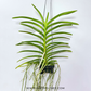Vanda tessellata Pink sp. Orchid Plant - BS