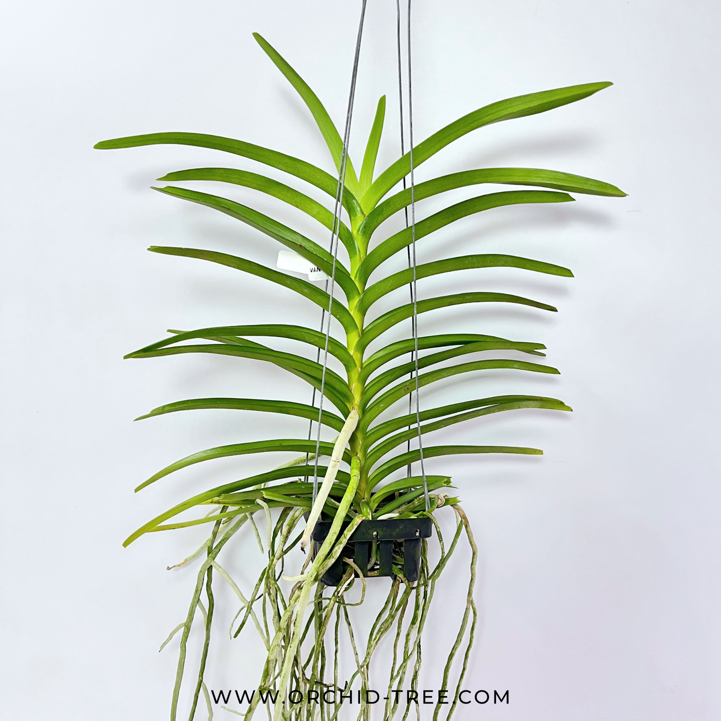 Vanda tessellata Pink sp. Orchid Plant - BS