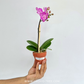 Phalaenopsis Lianher Scallops Orchid Plant (Mini) - FF (With Terracotta Pot)