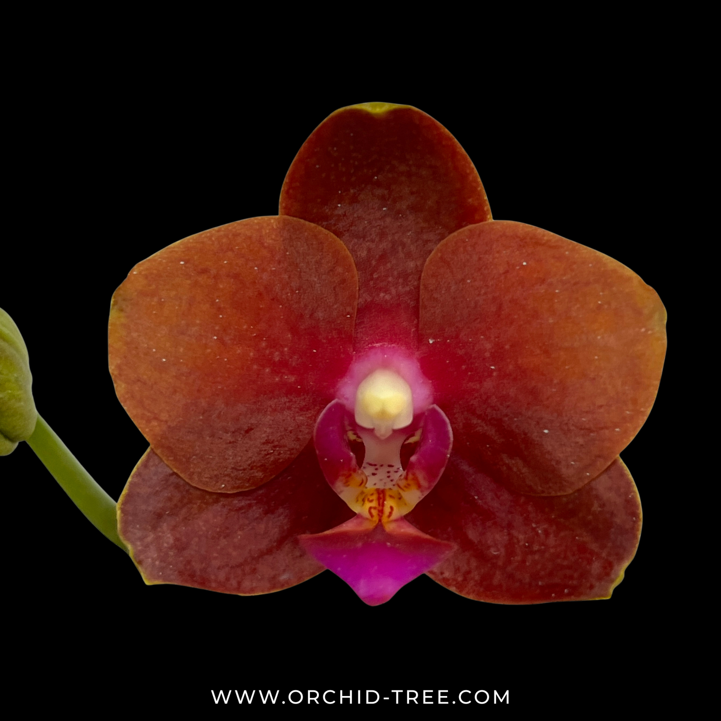 Phalaenopsis Charming Little Gold Orchid plant - FF