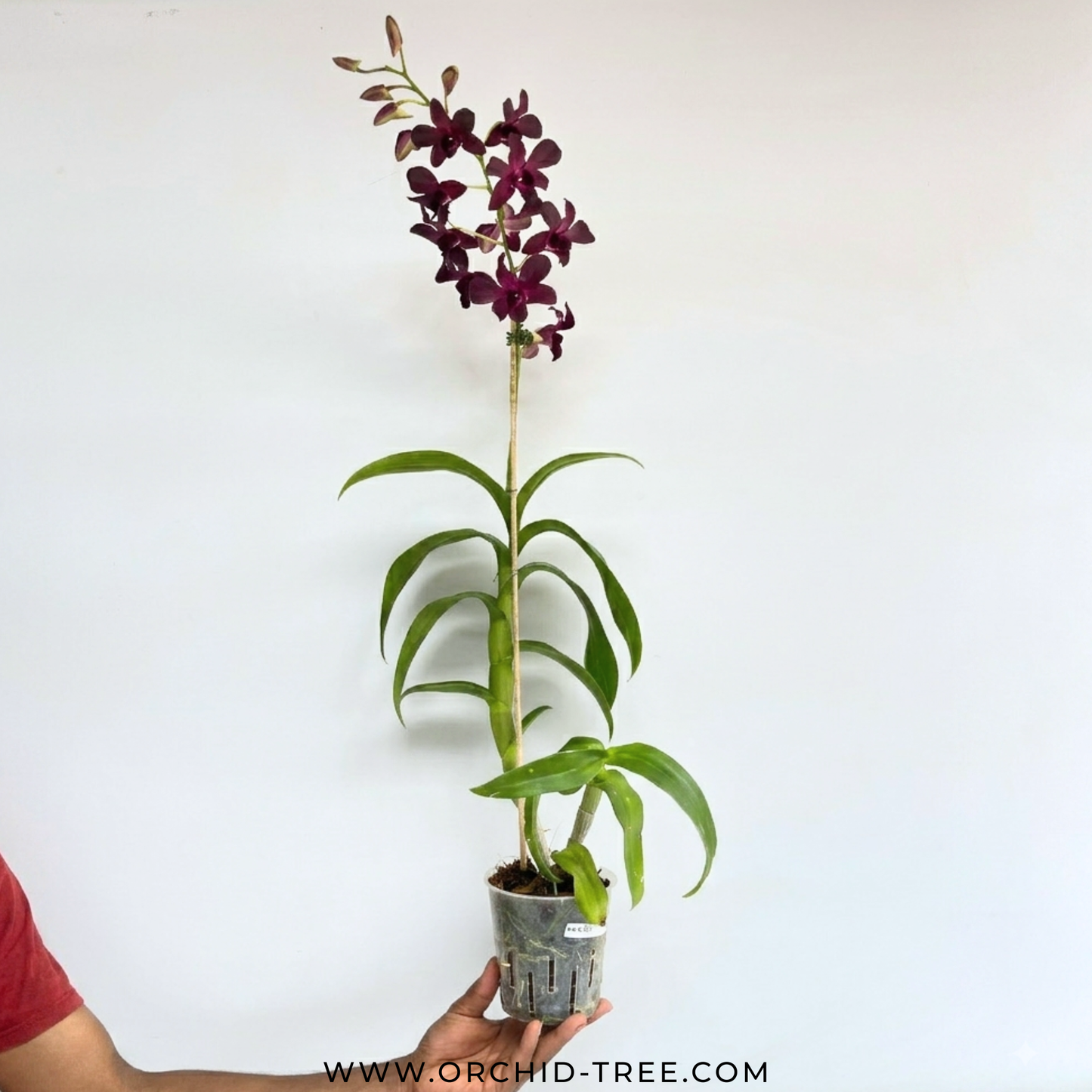 Dendrobium Maroon Rabbit - FF (Open Flowers)