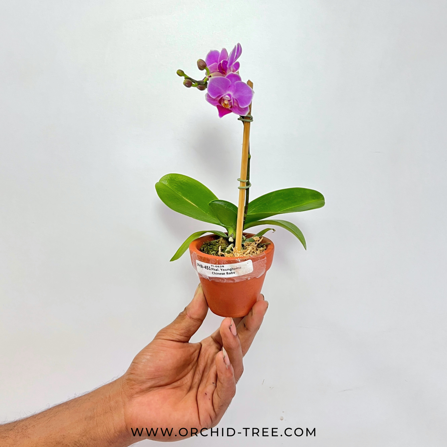 Phalaenopsis Younghome Chinese Baby Orchid Plant (Mini)- FF (With Terracotta Pot)