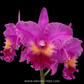 Cattleya Jeremy Island Orchid Plant - BS - Buy Orchids Plants Online by Orchid-Tree.com
