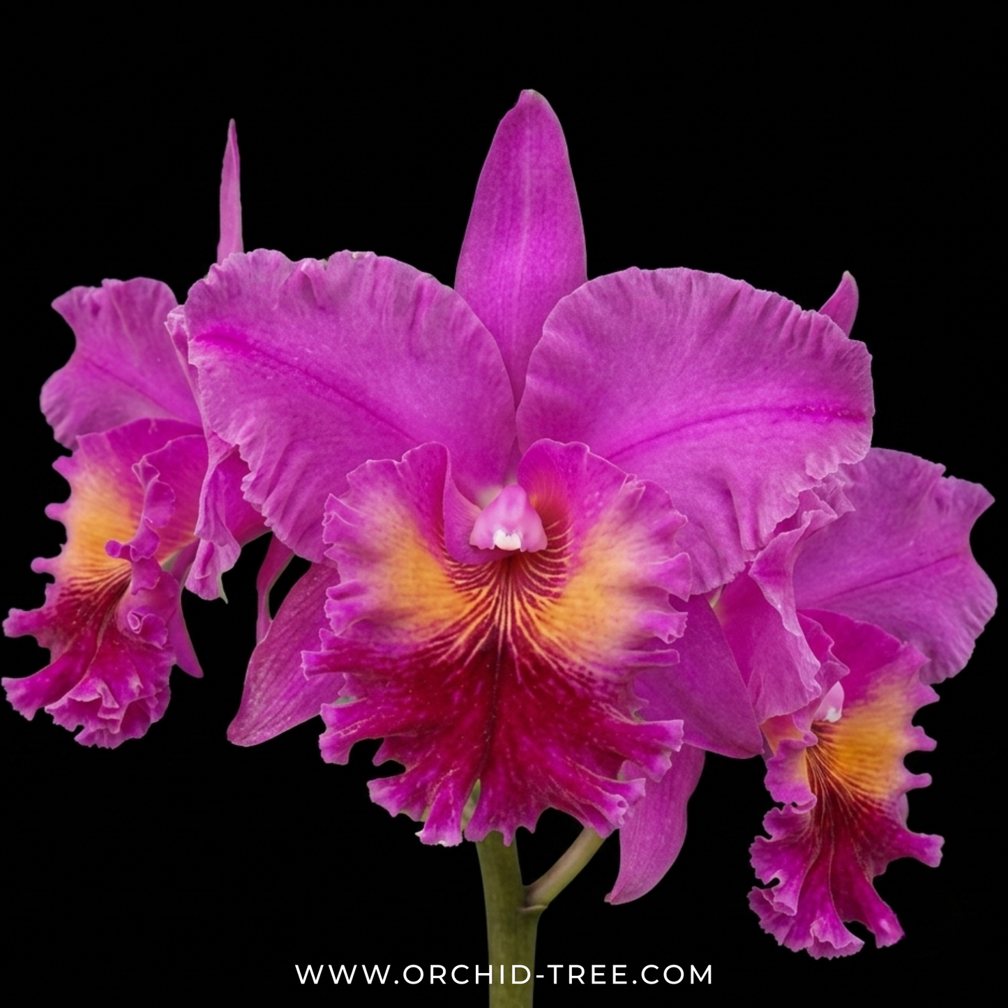 Cattleya Jeremy Island Orchid Plant - BS - Buy Orchids Plants Online by Orchid-Tree.com