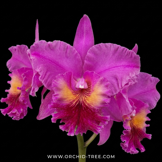 Cattleya Jeremy Island Orchid Plant - BS - Buy Orchids Plants Online by Orchid-Tree.com