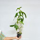 Dendrobium Copper Queen x Thongchai Gold #729 Orchid Plant- FF