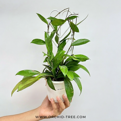 Hoya pubicalyx splash - Buy Orchids Plants Online by Orchid-Tree.com