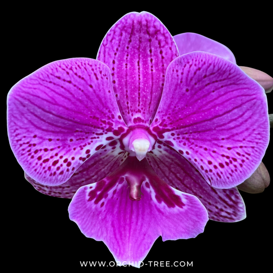Phalaenopsis Lianher Purple Satin Orchid Plant - FF