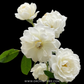 Creeper White Rose Plant With Trellis